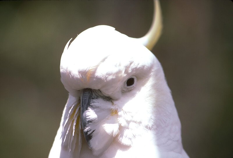 White Cockatoo Bird — Calm, Afternoon, Photograph, Beak, Eye