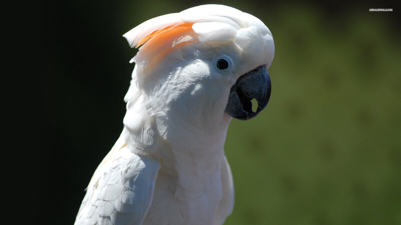 White Cockatoo Bird — Calm, Afternoon