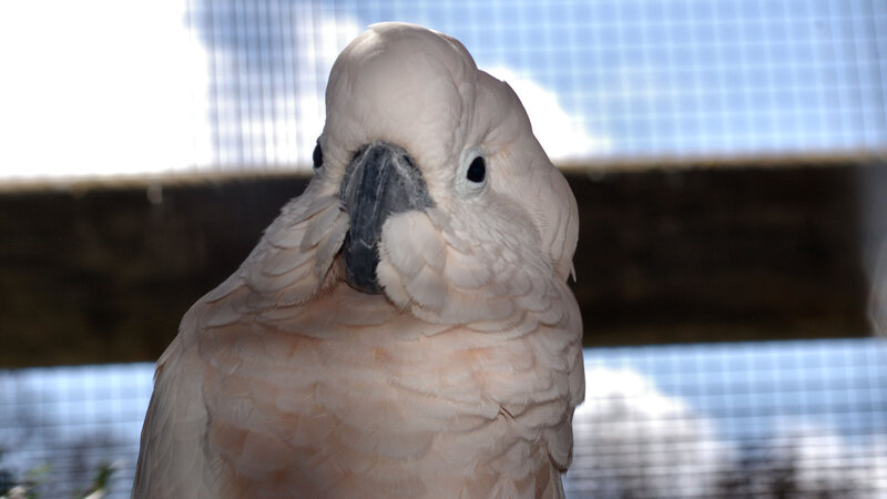 White Cockatoo Bird — Calm, Photograph