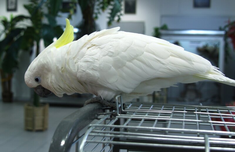 White Cockatoo Bird — Calm