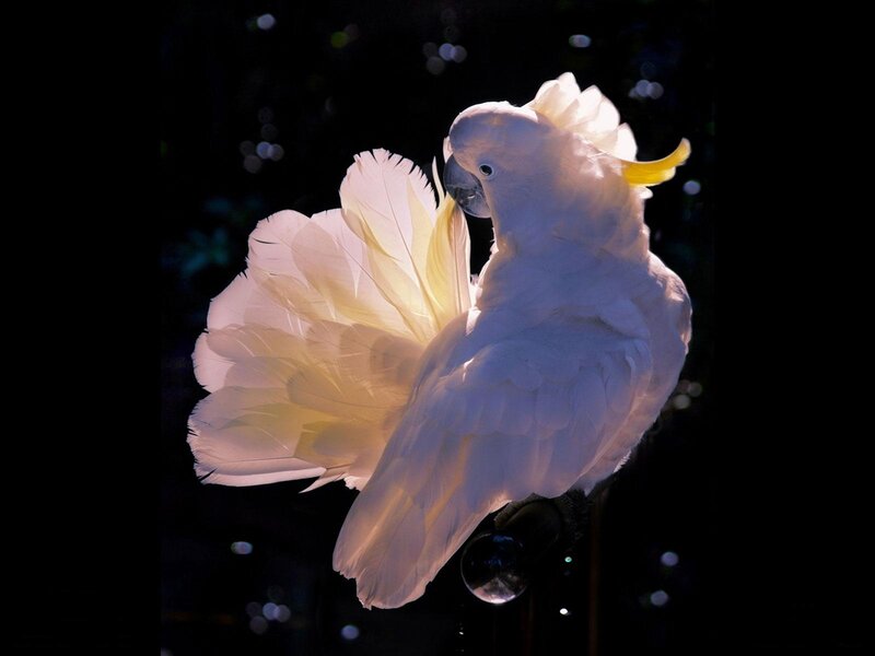 White Cockatoo Bird — Dramatic, Night