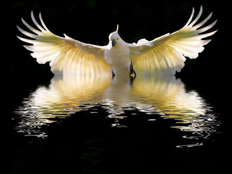 White Cockatoo Bird — Dramatic