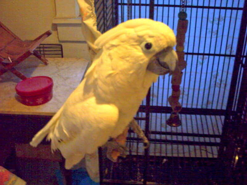 White Cockatoo Bird — Yellow