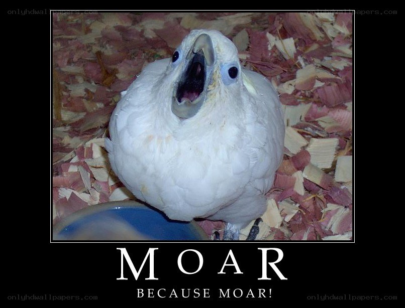 white cockatoo bird