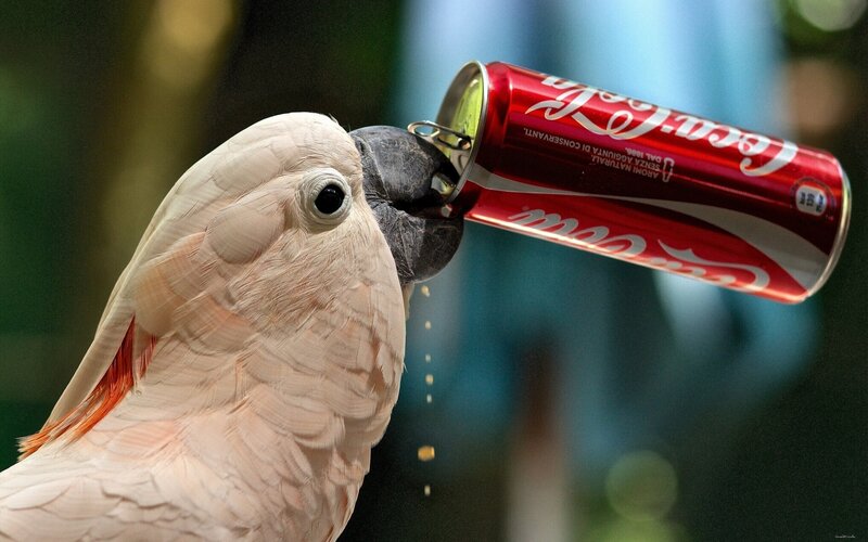White Cockatoo Drinking