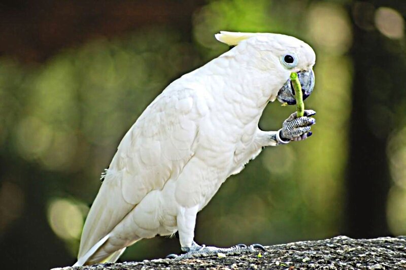 White Cockatoo Eating — Calm