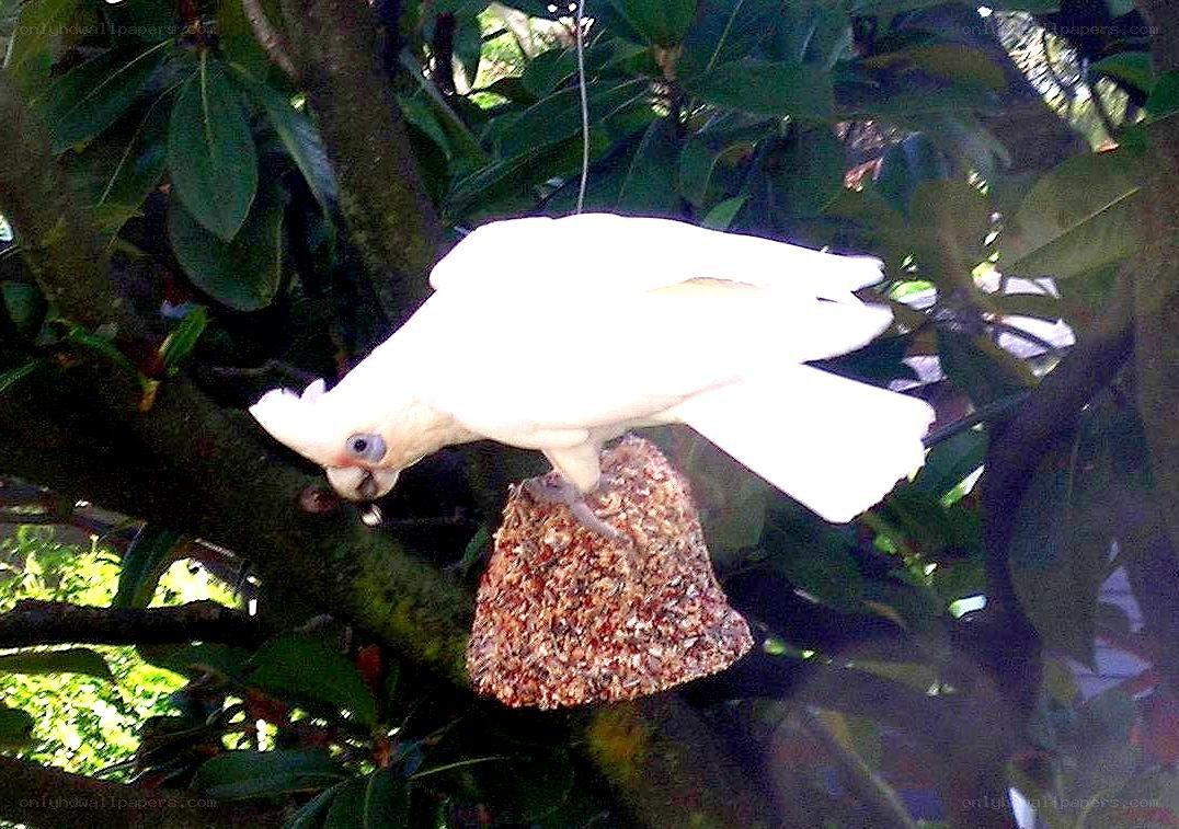 White cockatoo eating from feeder