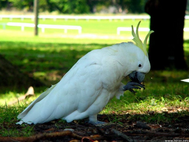 White Cockatoo Eating