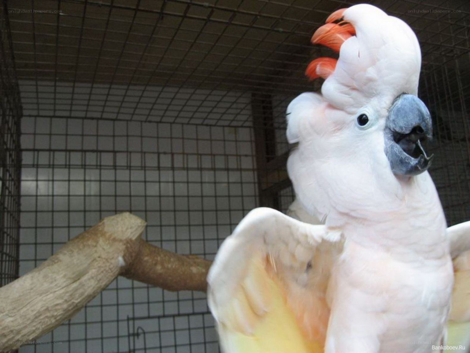 White cockatoo in a cage