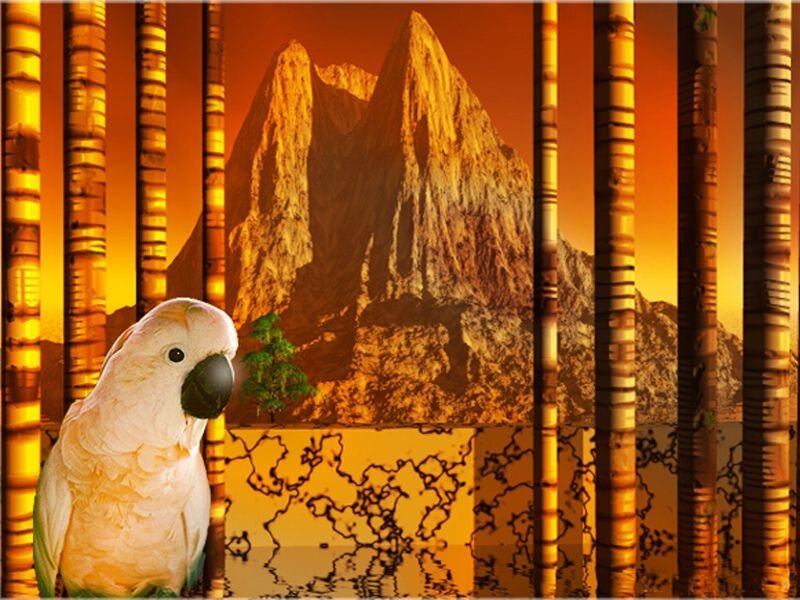 White Cockatoo in Cage — Orange