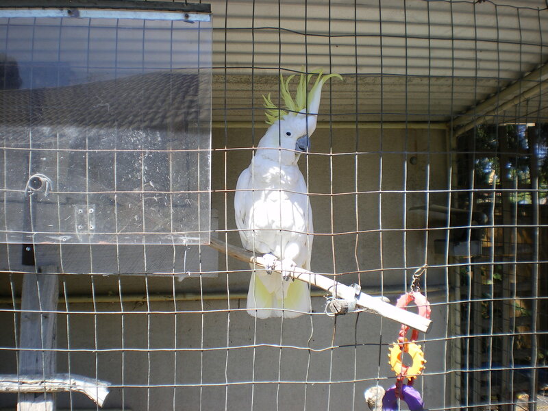 White Cockatoo in Cage