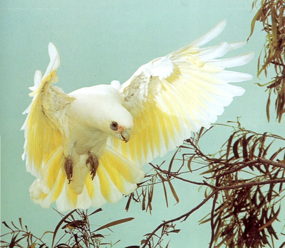White cockatoo in flight
