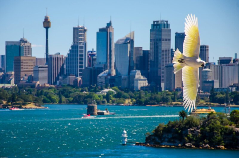 White Cockatoo in Flight — Blue