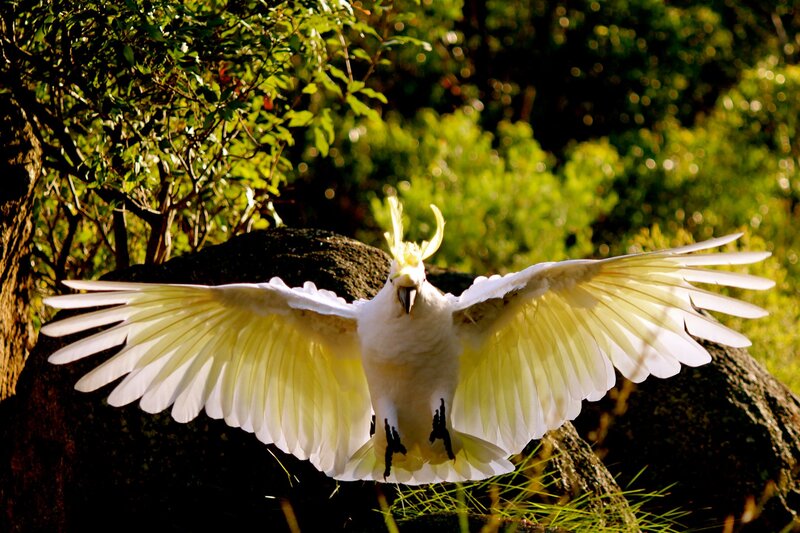 White Cockatoo in Flight — Dynamic