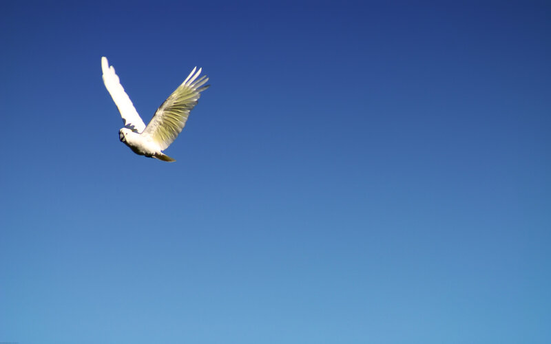 White cockatoo in flight