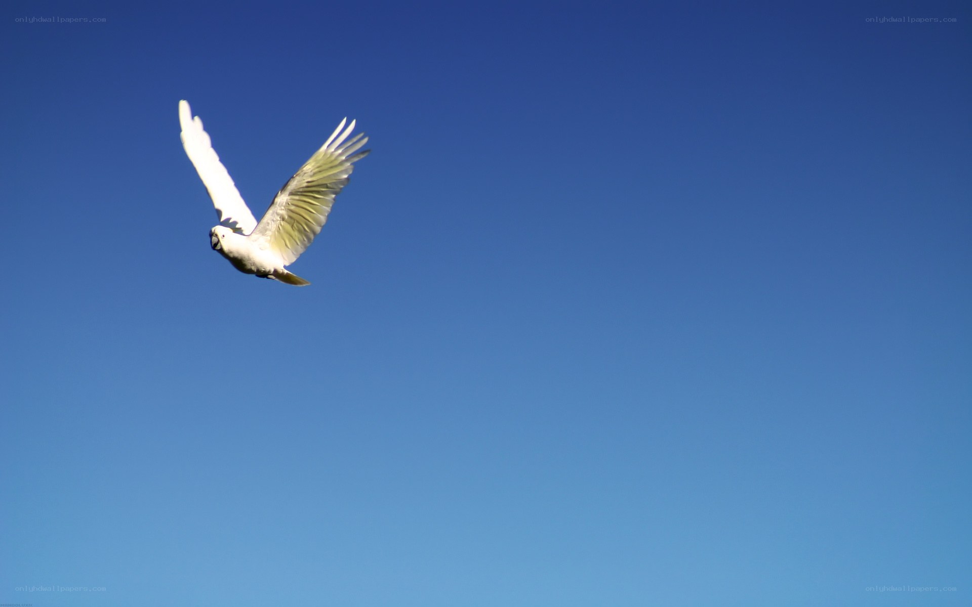 White cockatoo in flight