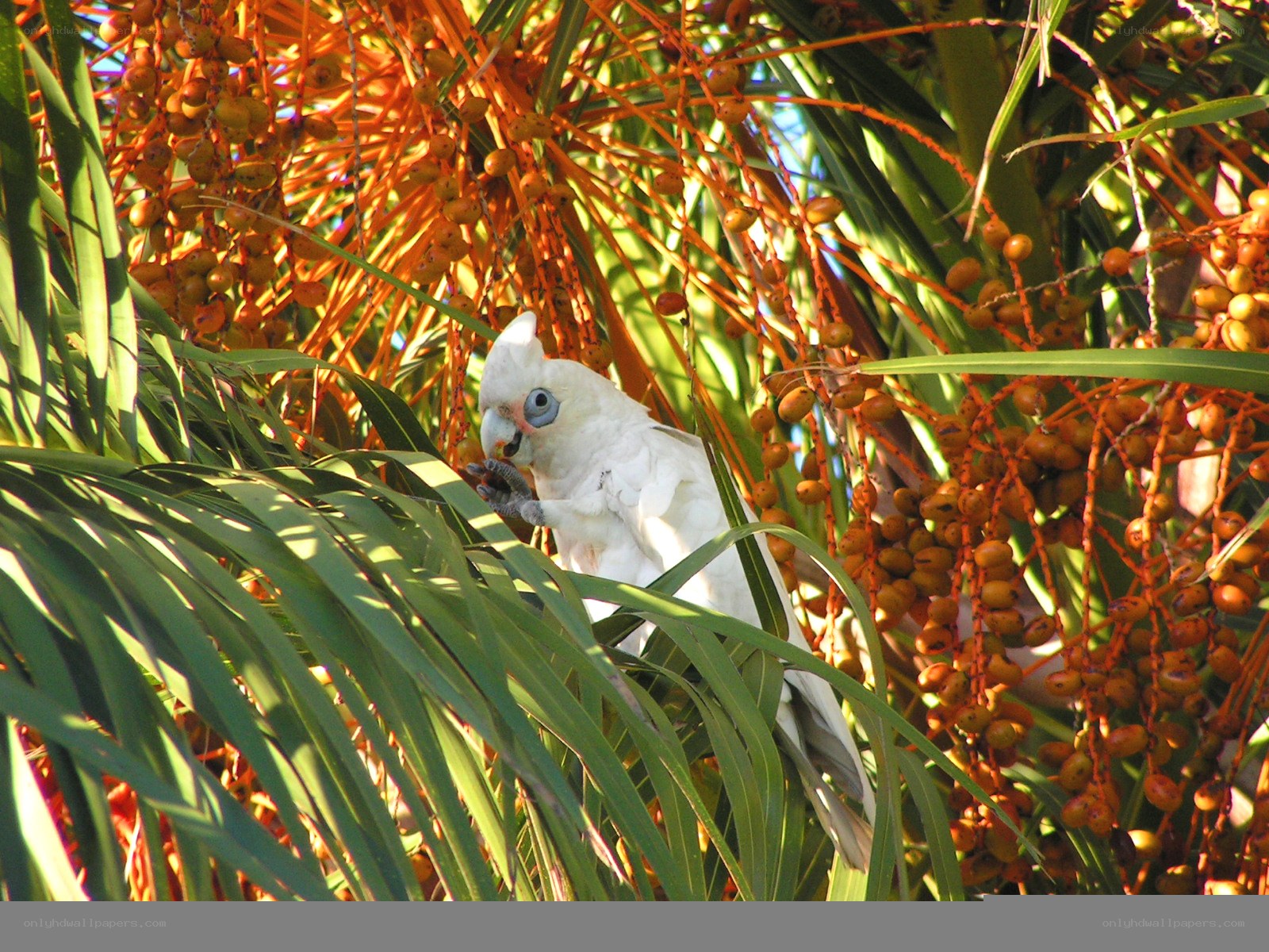White cockatoo in palm tree