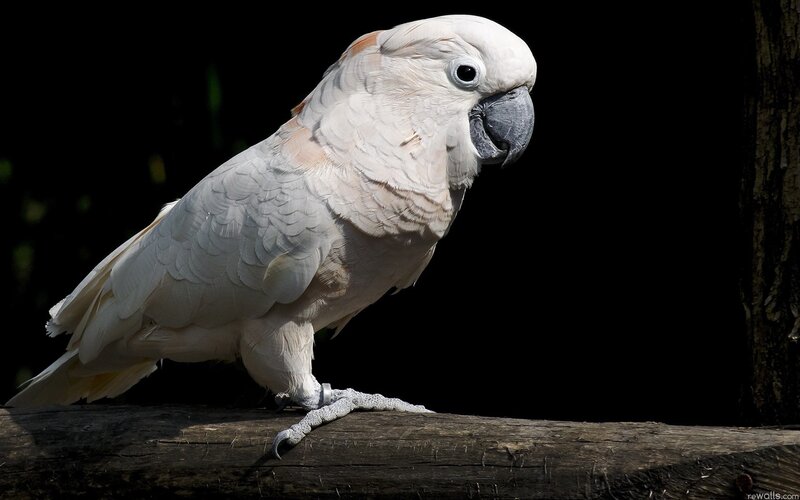 white cockatoo on a branch