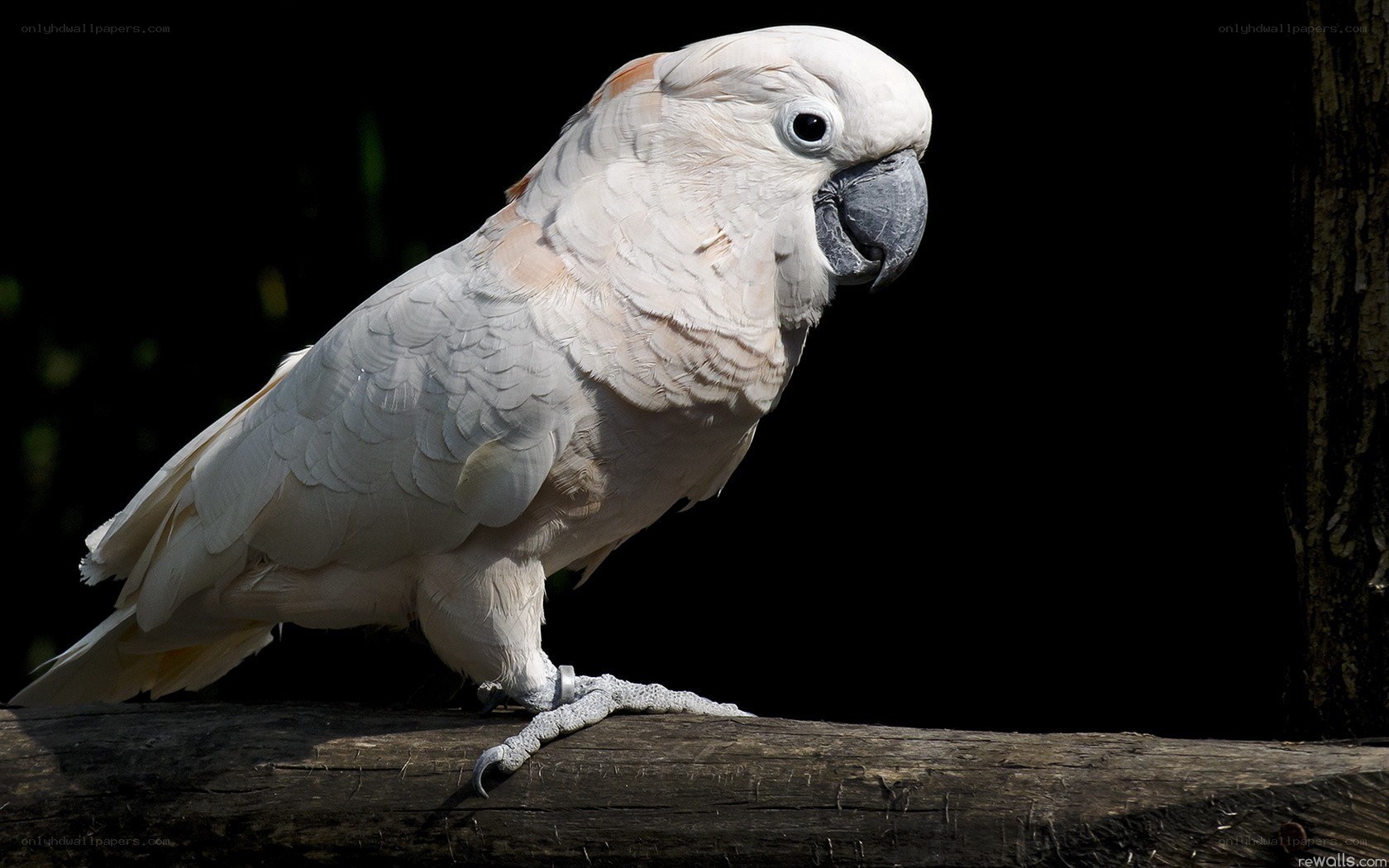white cockatoo on a branch
