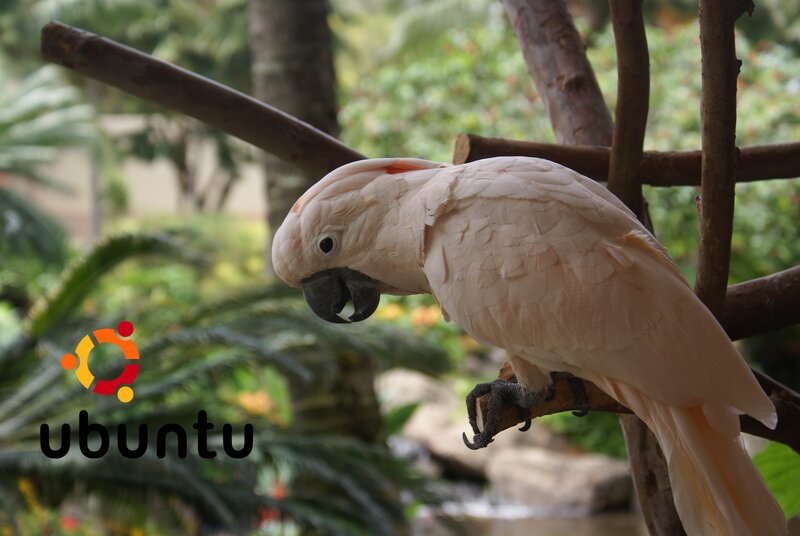 White cockatoo on a branch