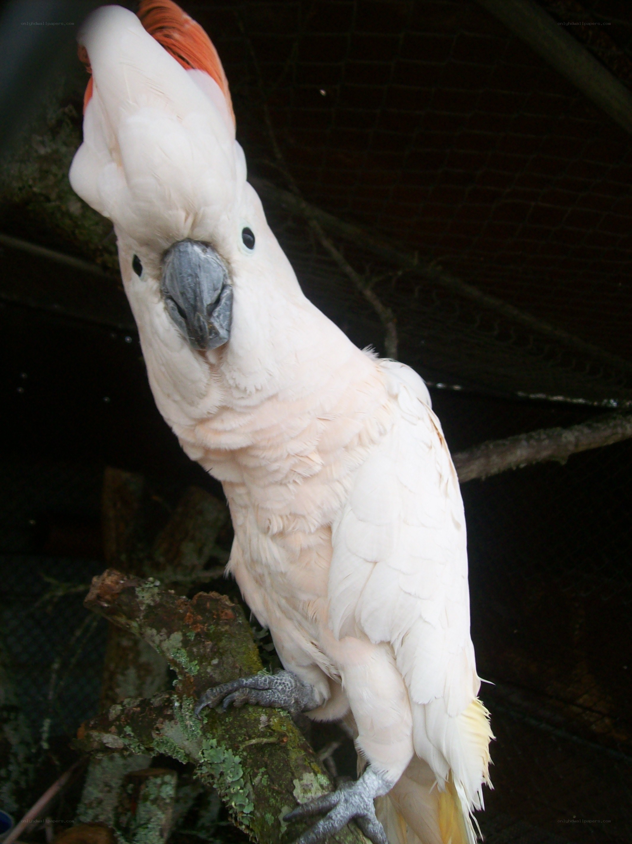 White cockatoo on a branch