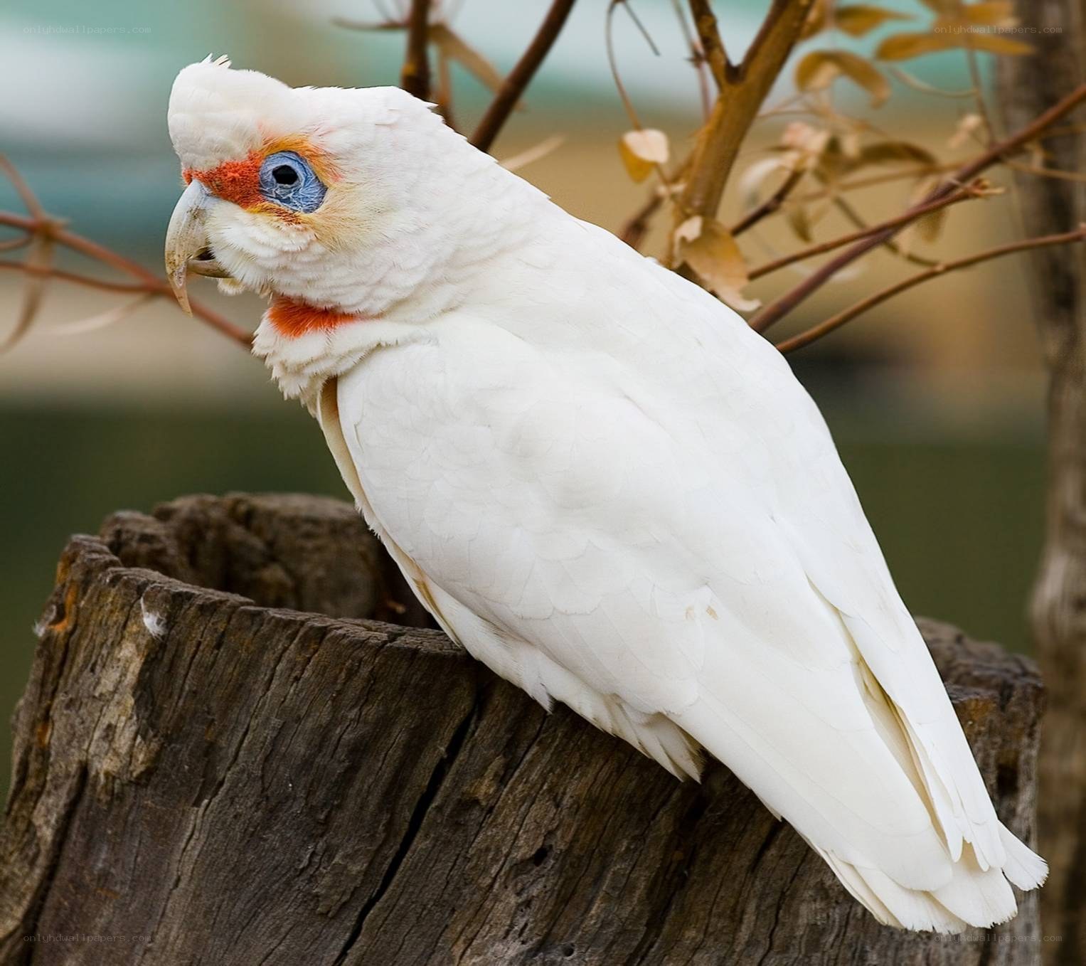 White cockatoo on a tree stump