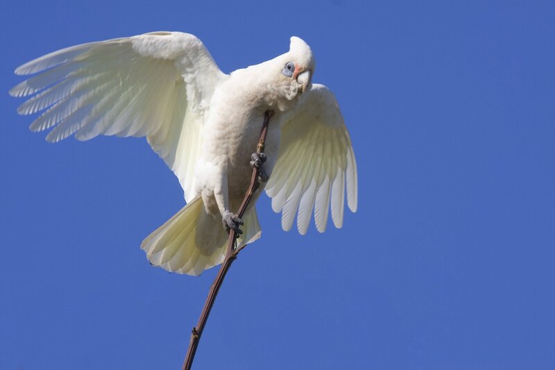 White Cockatoo on Branch — Blue