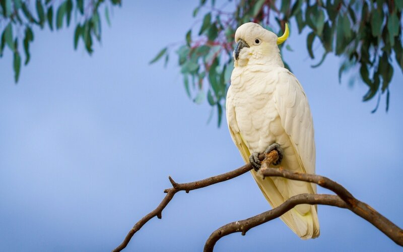 White Cockatoo on Branch — Calm, Afternoon, Photograph