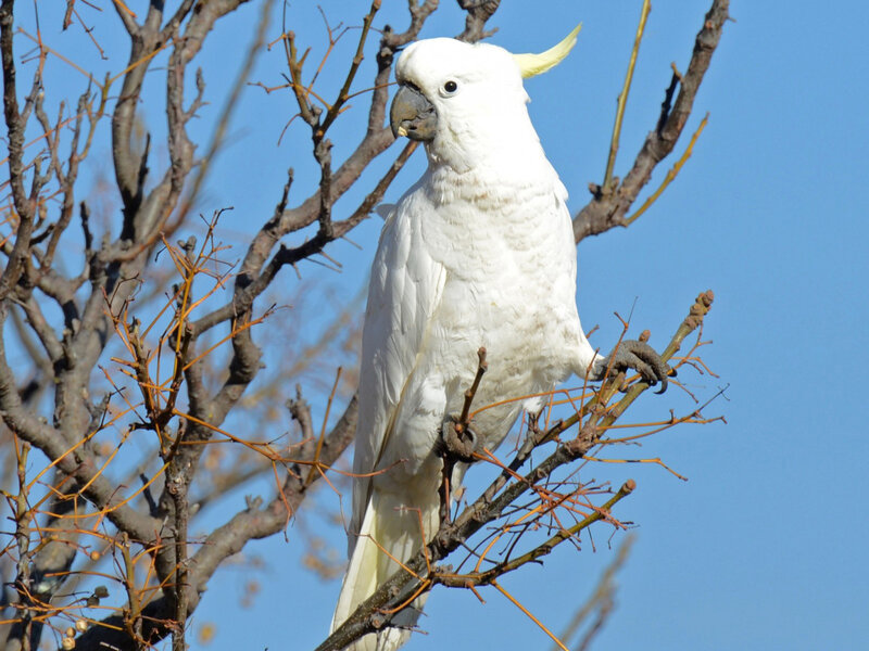 White Cockatoo on Branch — Calm, Afternoon