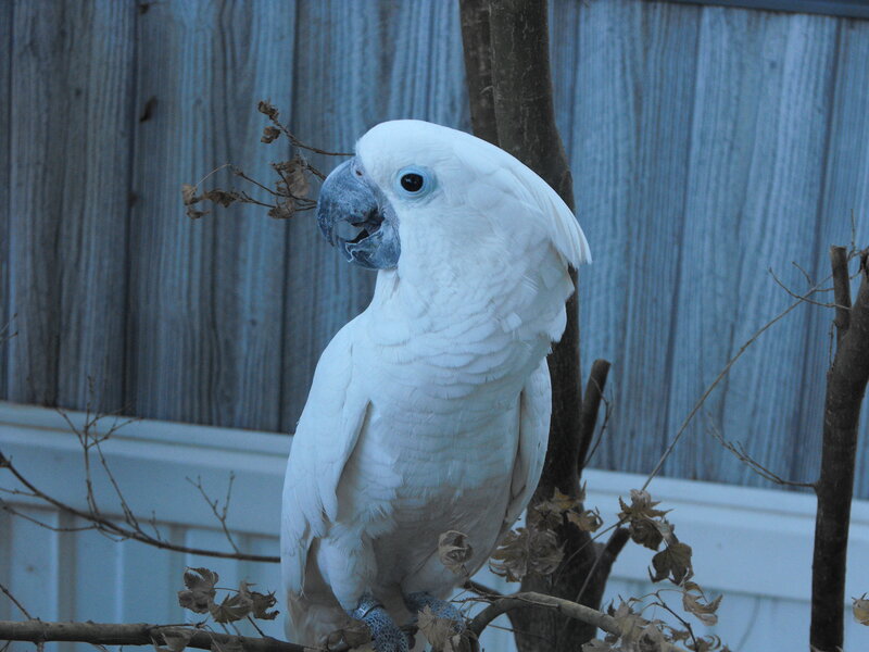 White Cockatoo on Branch — Calm