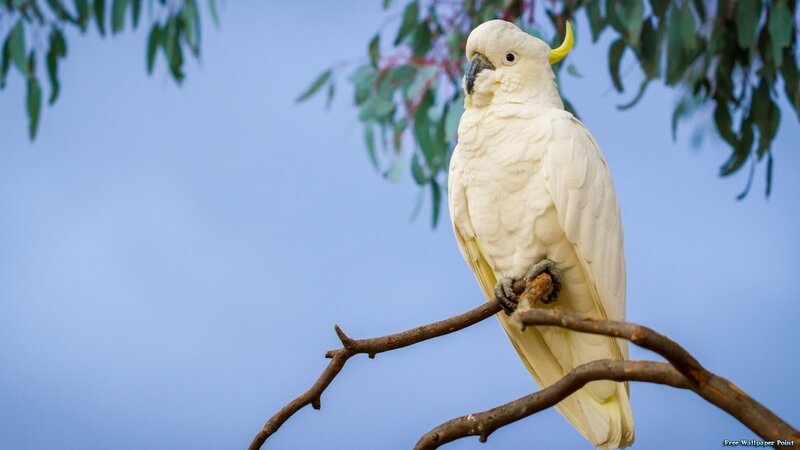 White Cockatoo on Branch — Serene, Afternoon