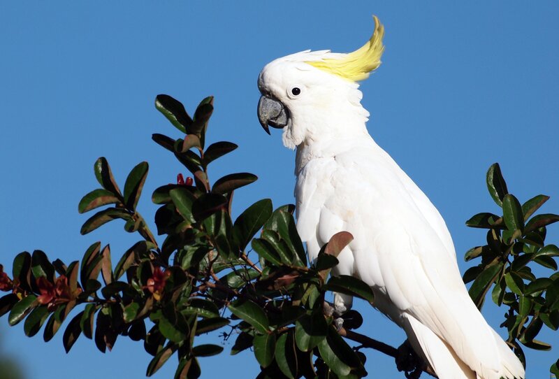 White Cockatoo on Branch — Serene