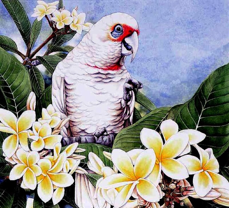 White Cockatoo on Branch