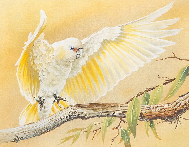 White Cockatoo on Branch — Yellow, Calm