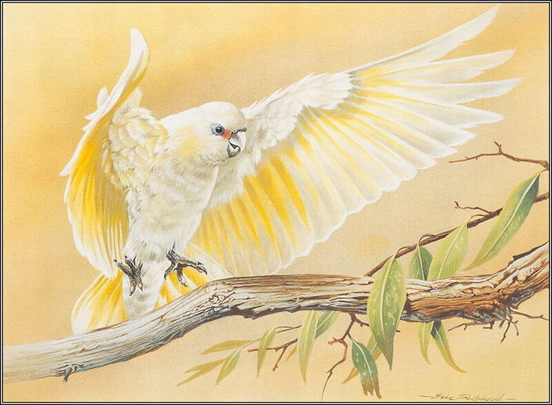 White Cockatoo on Branch — Yellow