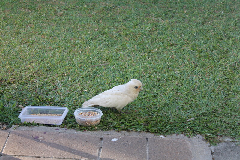 White Cockatoo on Grass — Green, Calm