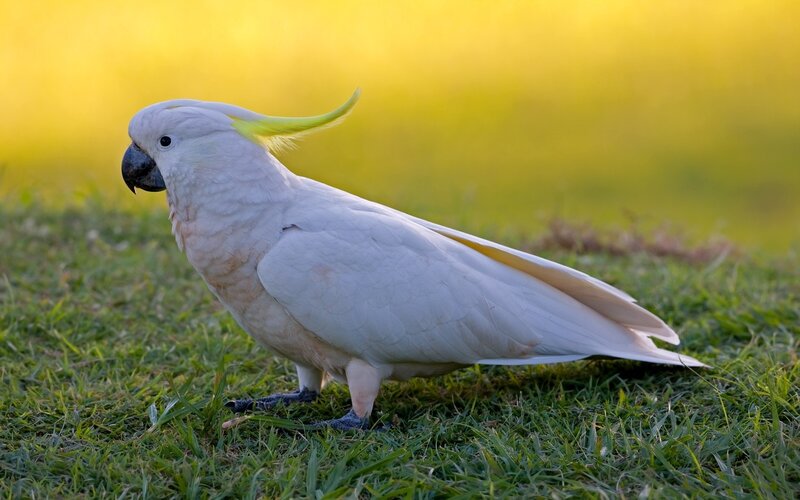 White Cockatoo on Grass — Green