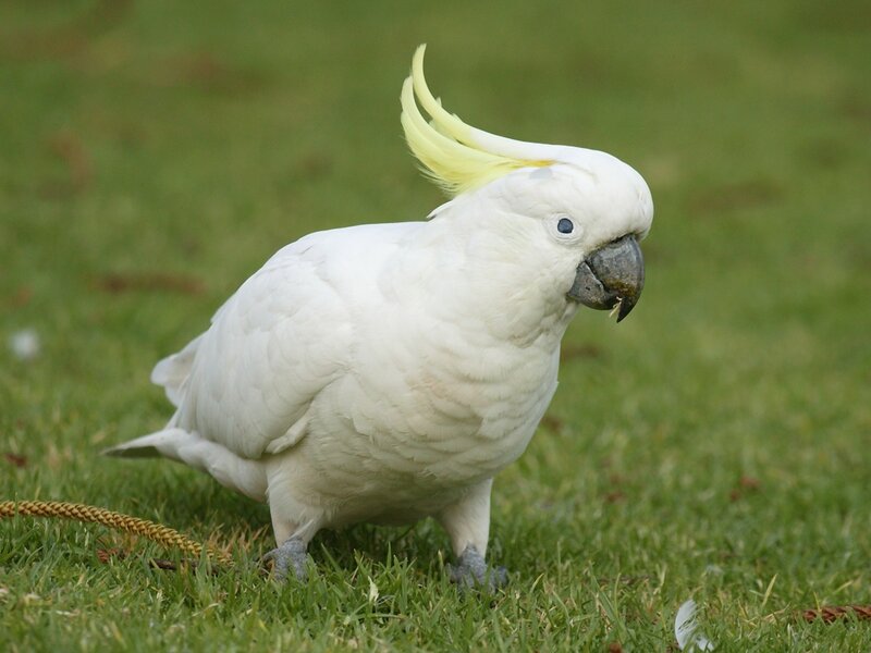 White cockatoo on grass