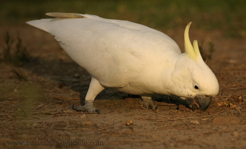 White Cockatoo on Ground