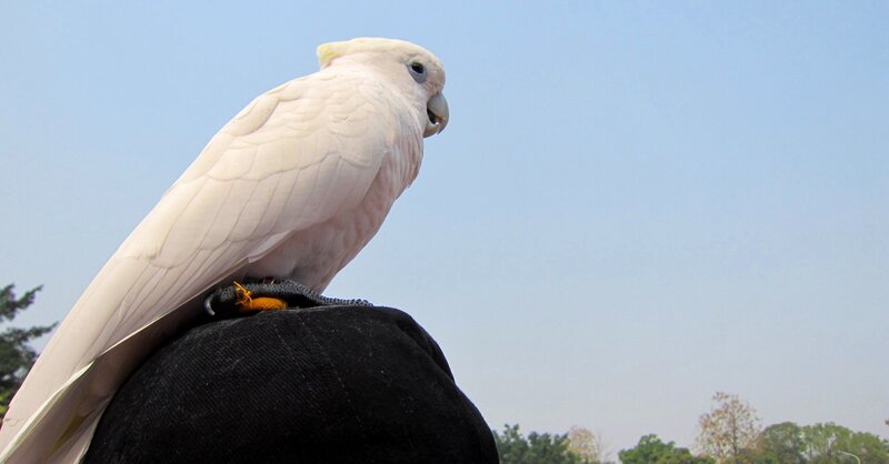 White Cockatoo on Shoulder