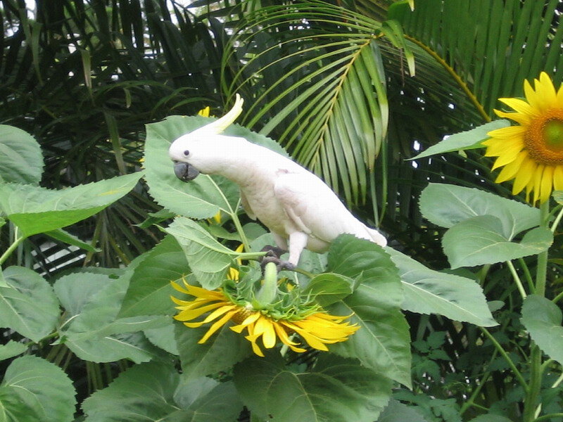 White Cockatoo on Sunflower