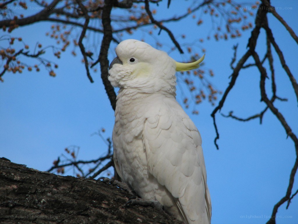 White cockatoo on tree branch