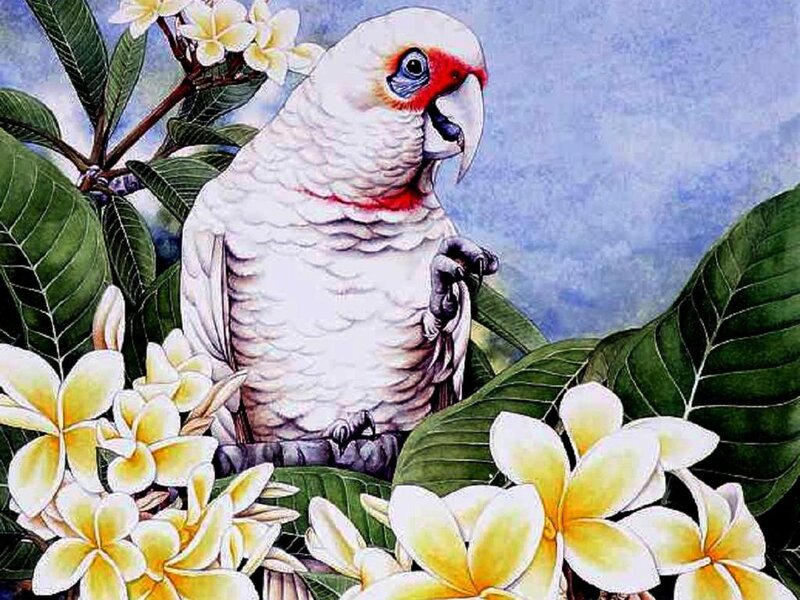White Cockatoo Parrot