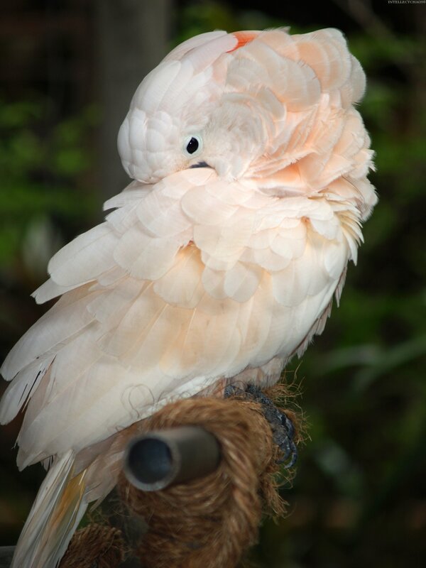 White cockatoo preening