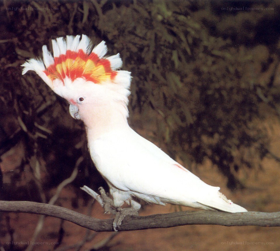 White cockatoo with crest