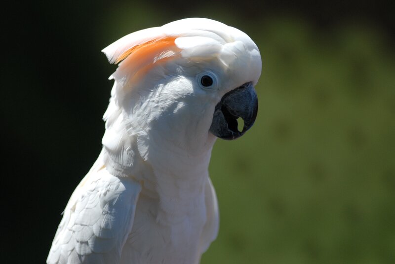 white cockatoo with orange crest