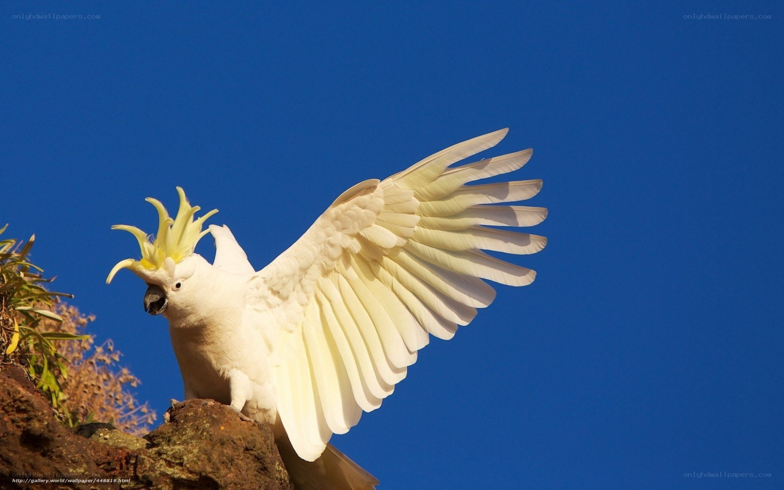 White cockatoo with spread wings