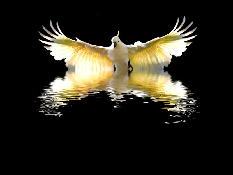 White Cockatoo with Wings