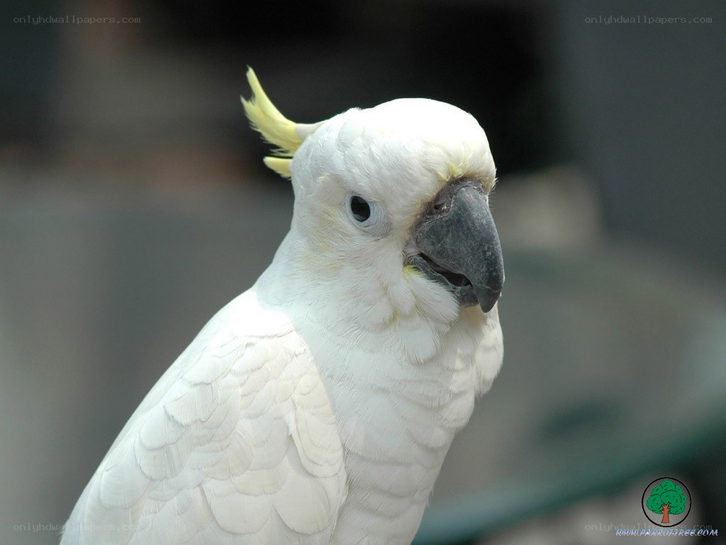 white cockatoo with yellow crest