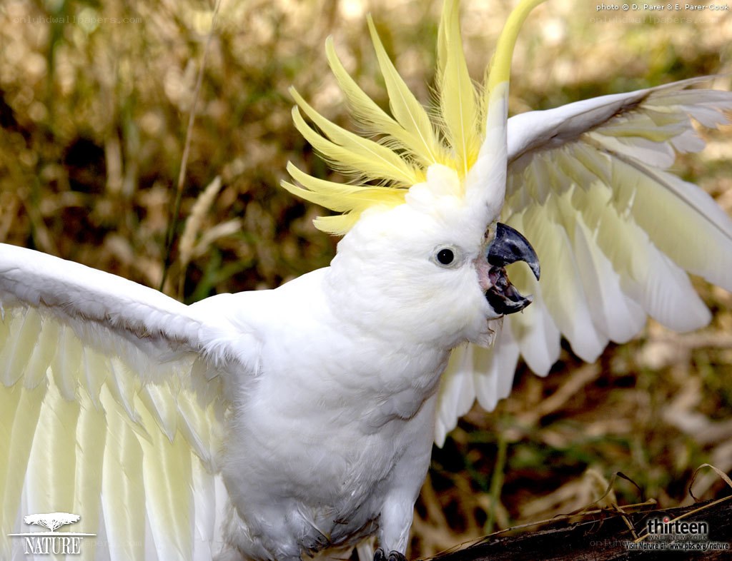 White cockatoo with yellow crest